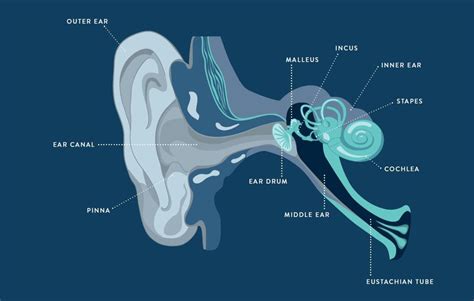 What’s It Called When Music Goes from Ear to Heart: A Journey Through Sound